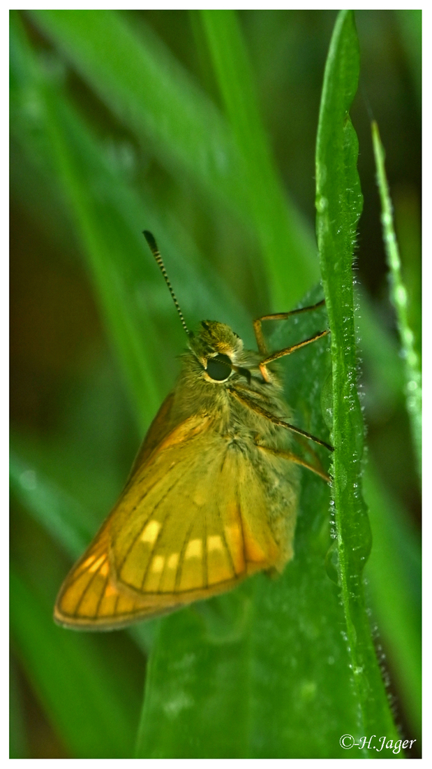 ZFC_2172