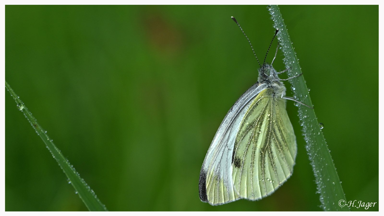 ZFC_2203