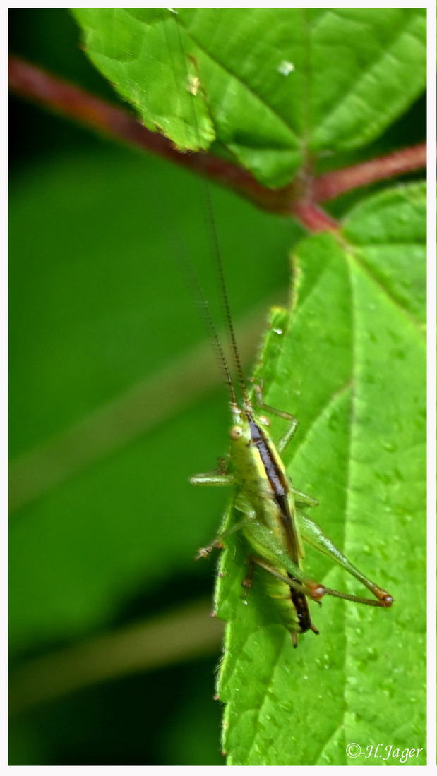 ZFC_2431