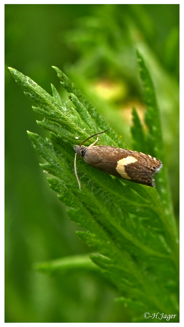 ZFC_2546
