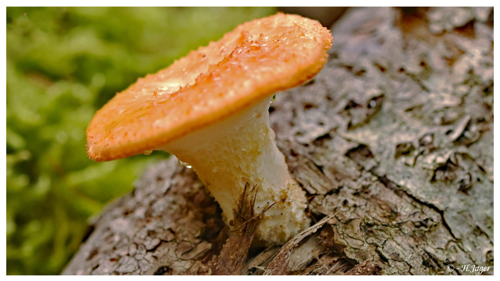 ZFC_3331