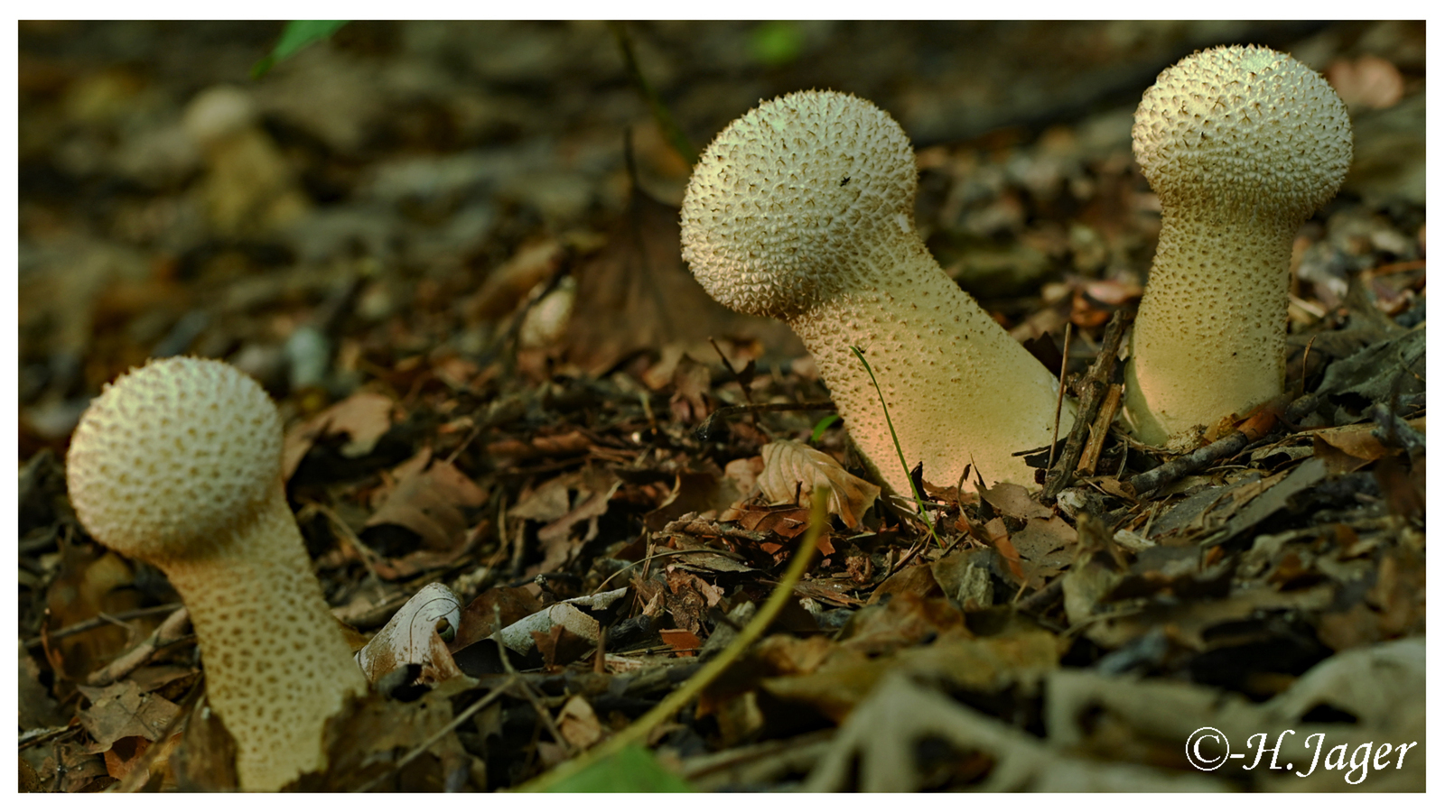 ZFC_3922