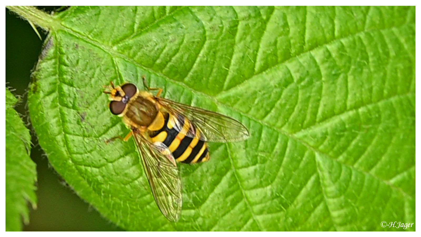 ZFC_4111