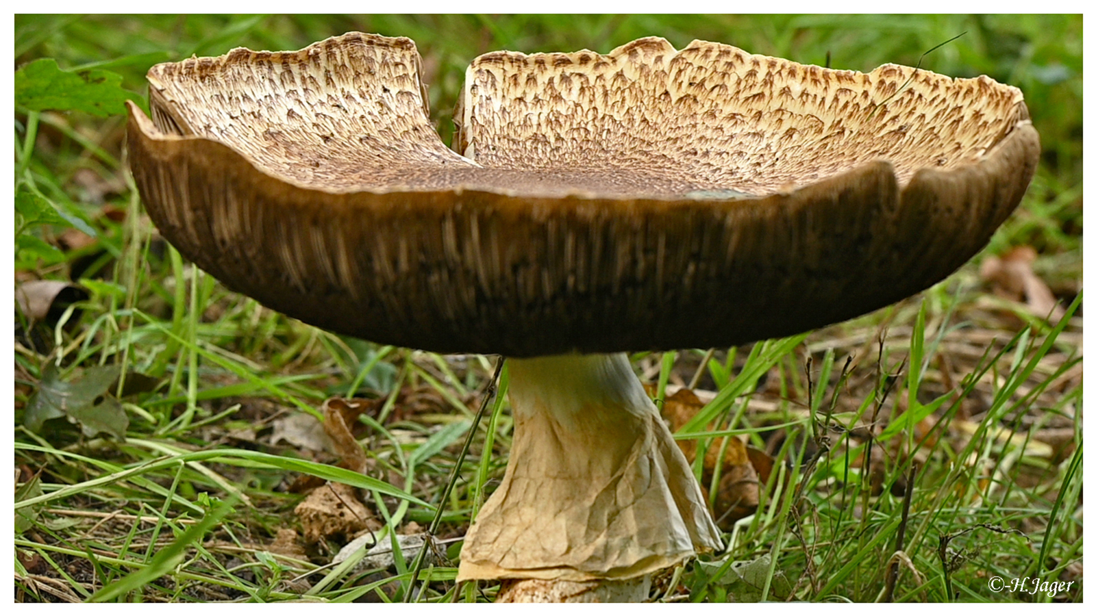 ZFC_4119