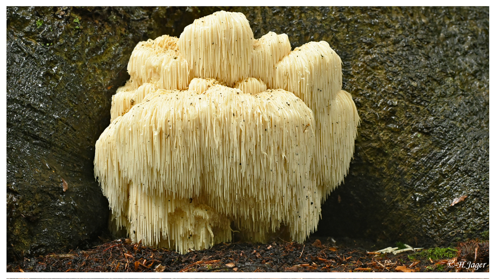 ZFC_4137