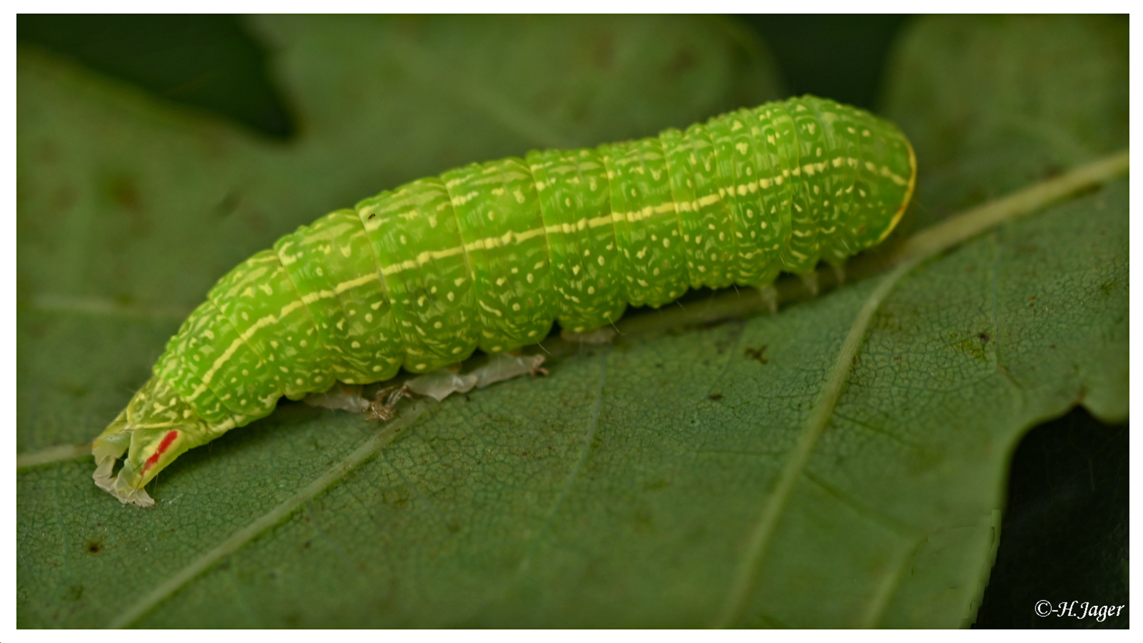 ZFC_4349