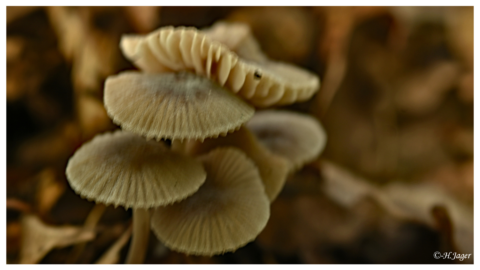 ZFC_4390