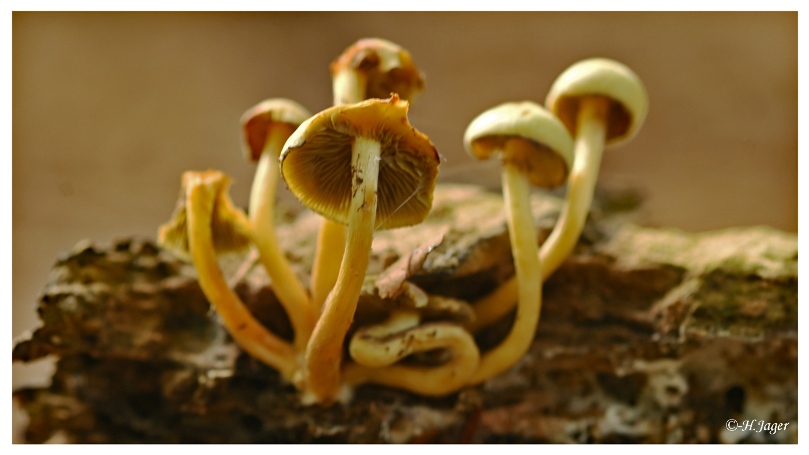 ZFC_4428