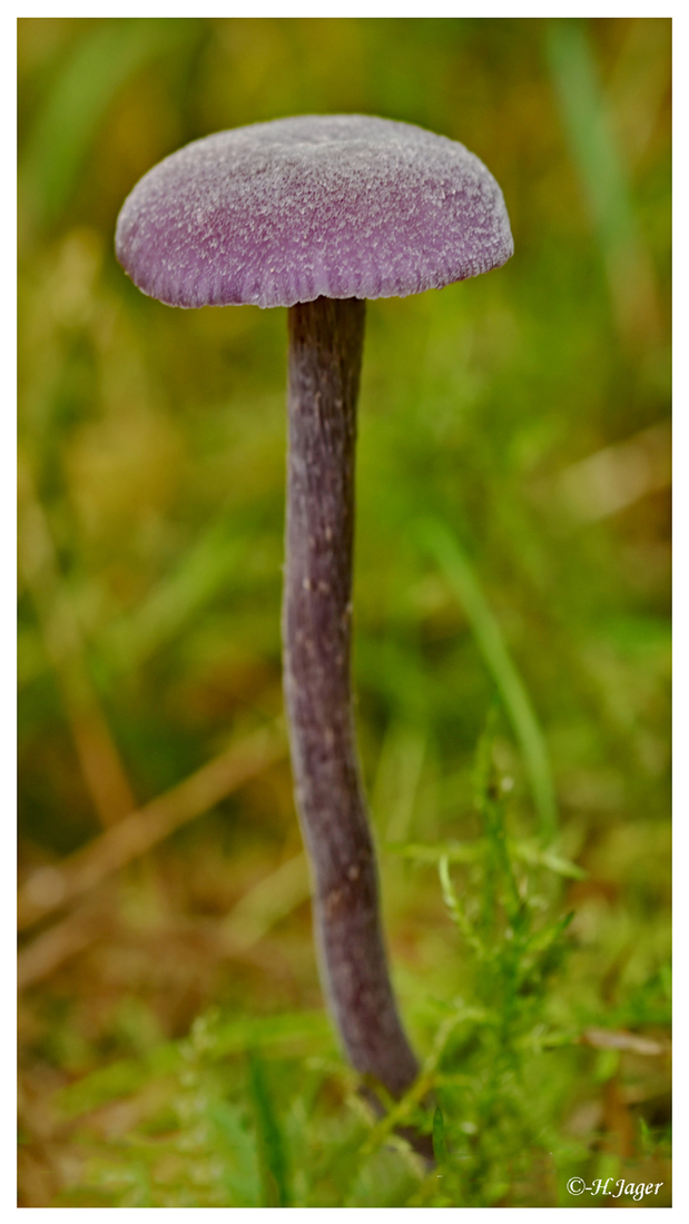 ZFC_4432
