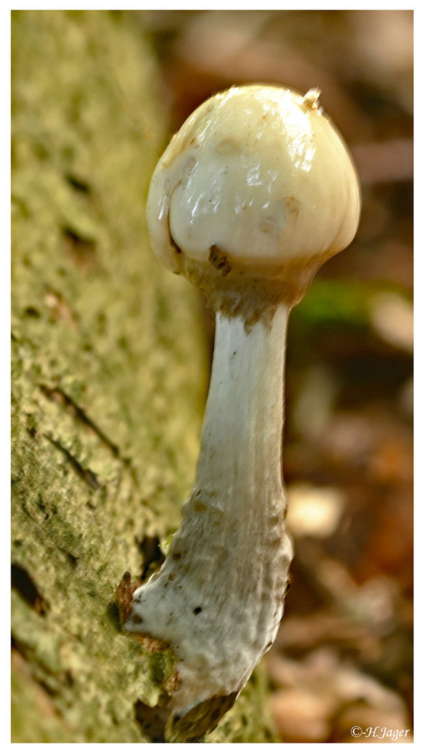 ZFC_4450