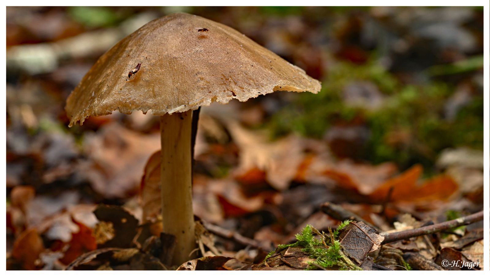 ZFC_4471