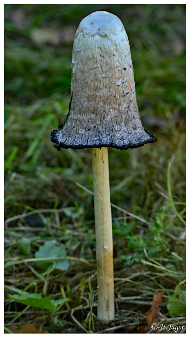 ZFC_4558