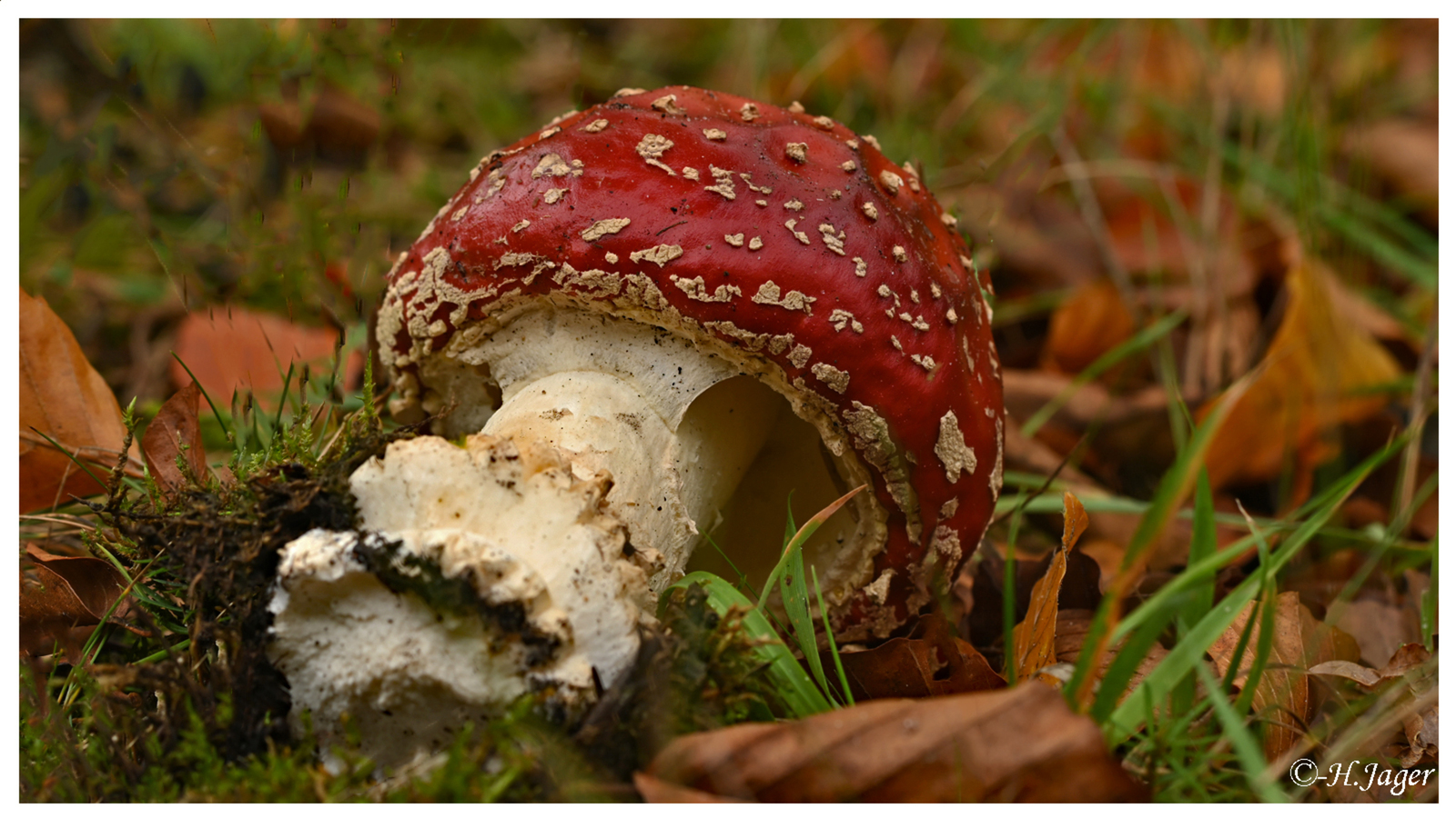 ZFC_4571