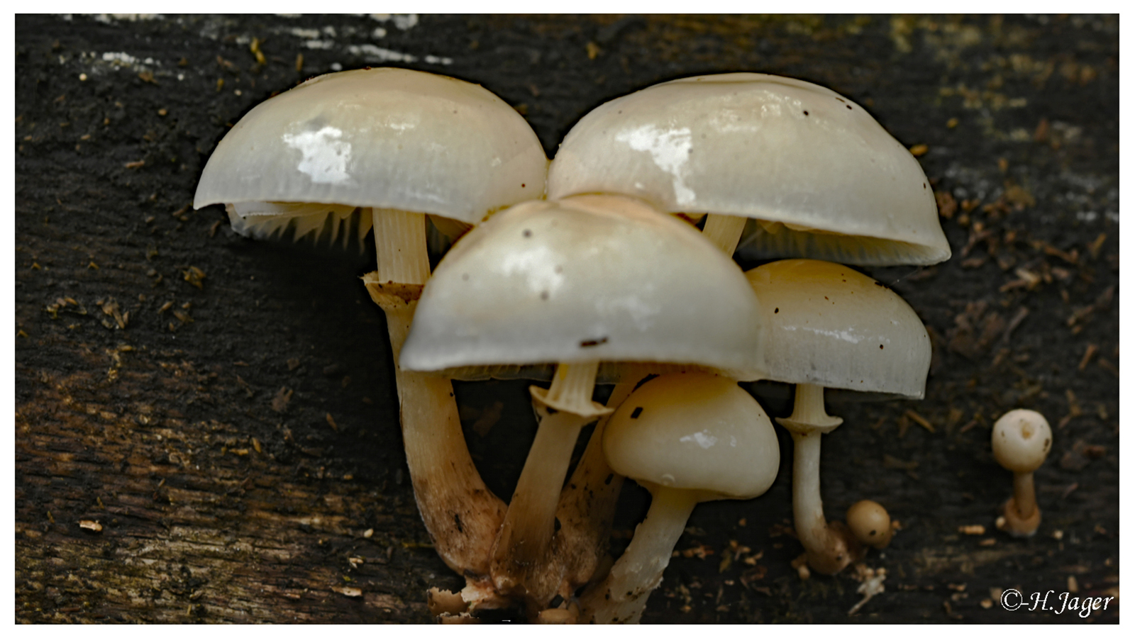 ZFC_4582