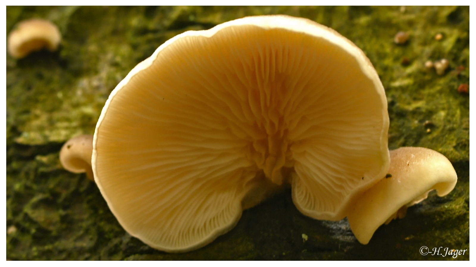 ZFC_4607