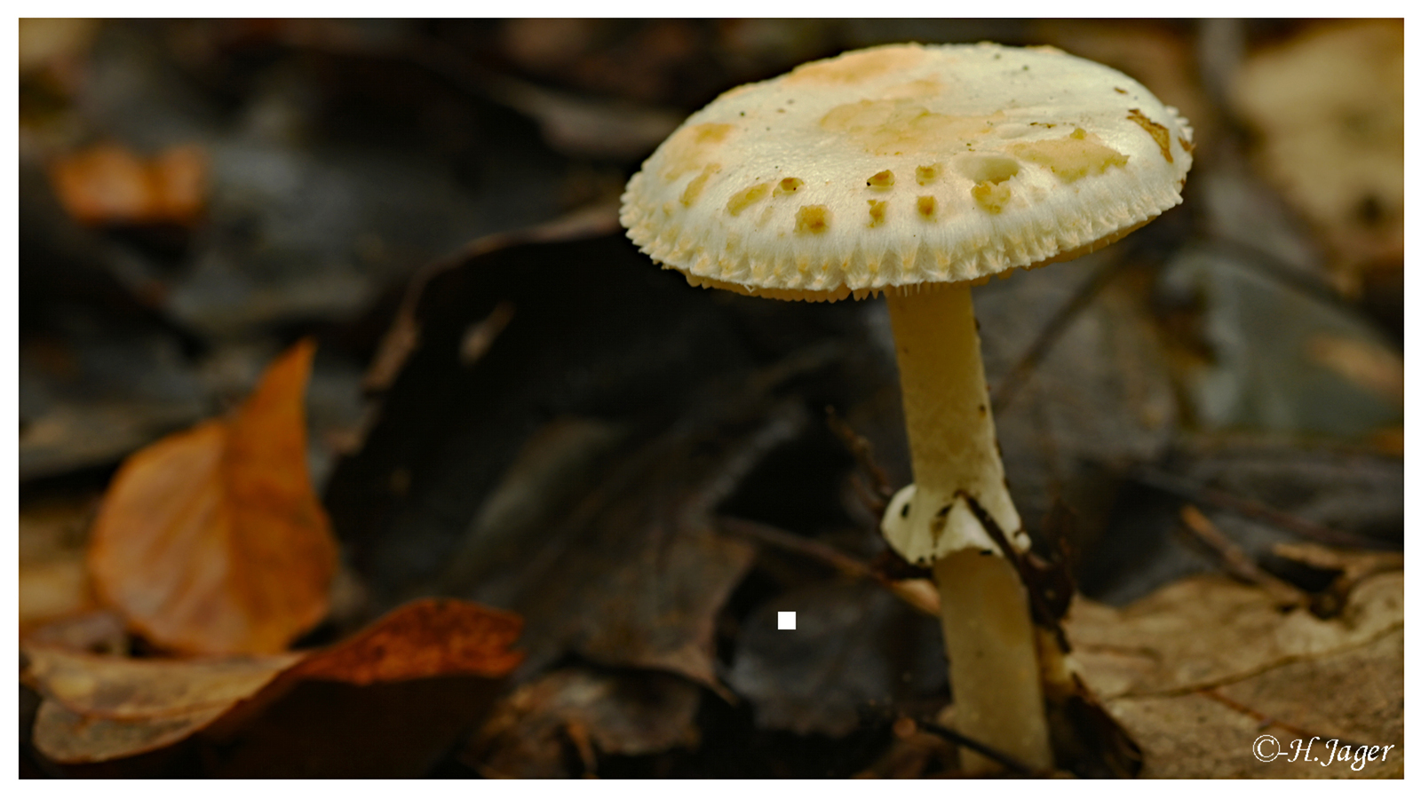ZFC_4679