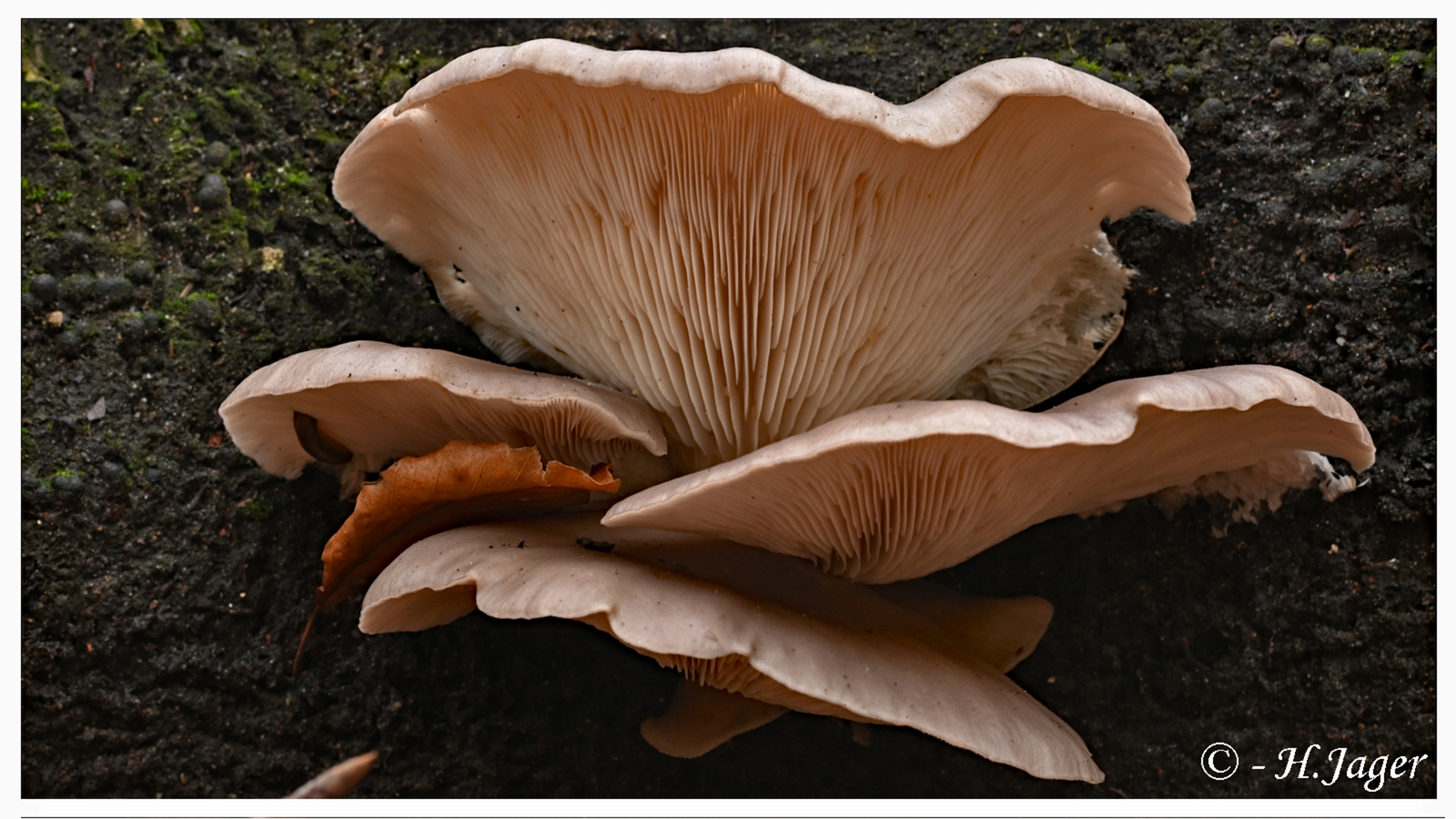 ZFC_4911