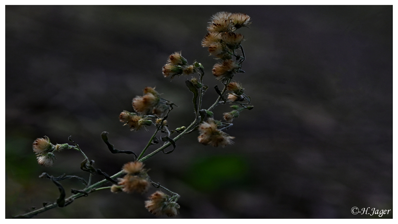 ZFC_5275