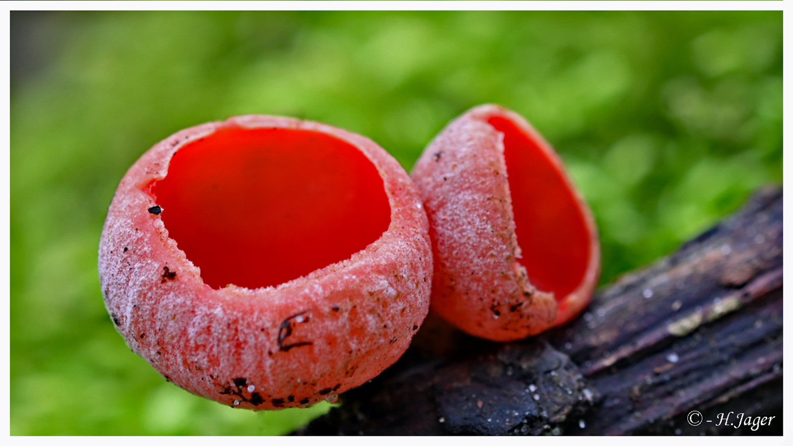 ZFC_5451