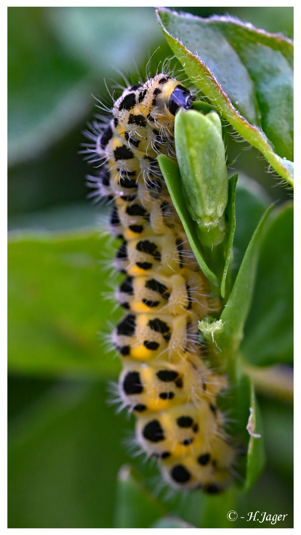 ZFC_6856