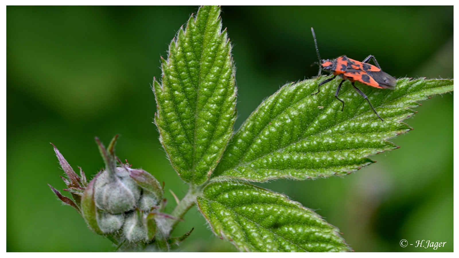 ZFC_6963