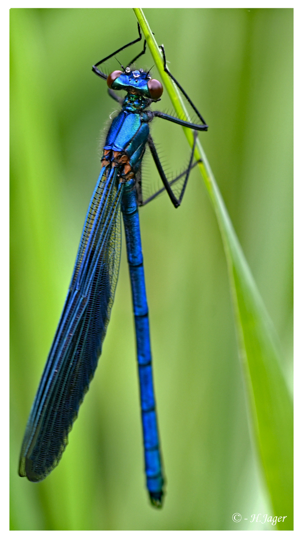 ZFC_7452