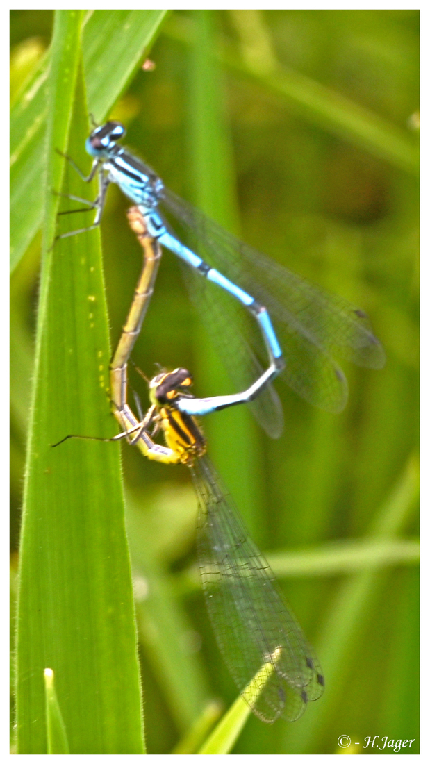 ZFC_7509