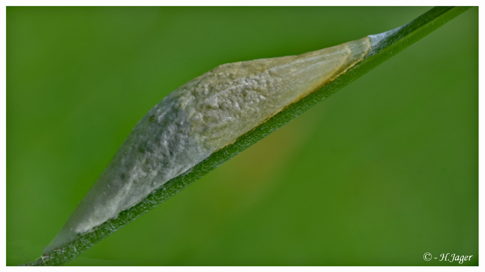 ZFC_7556