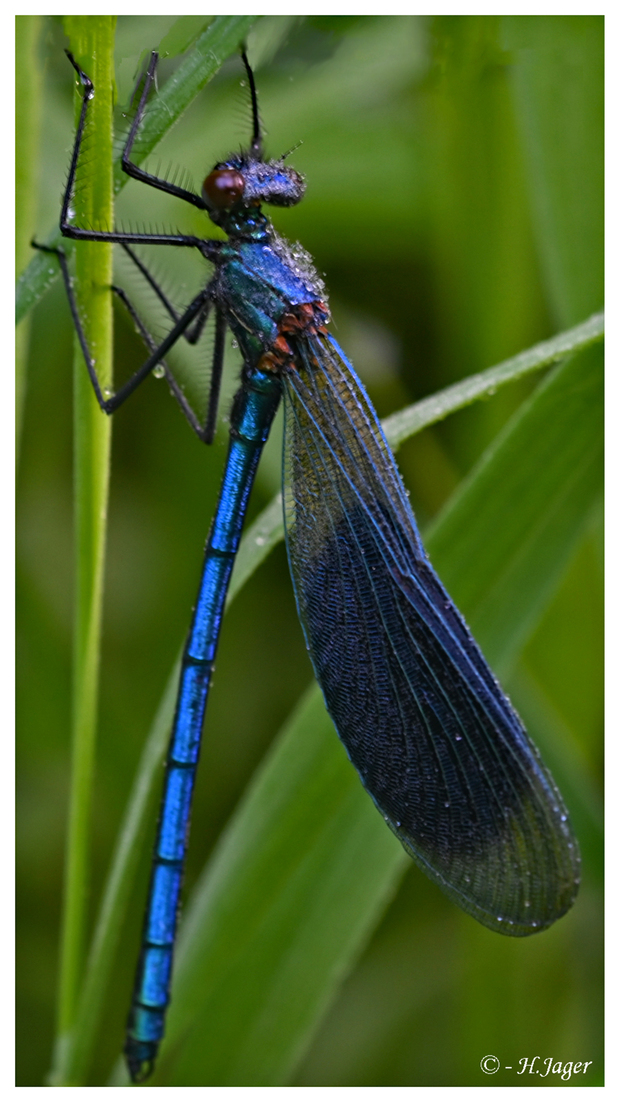 ZFC_7612