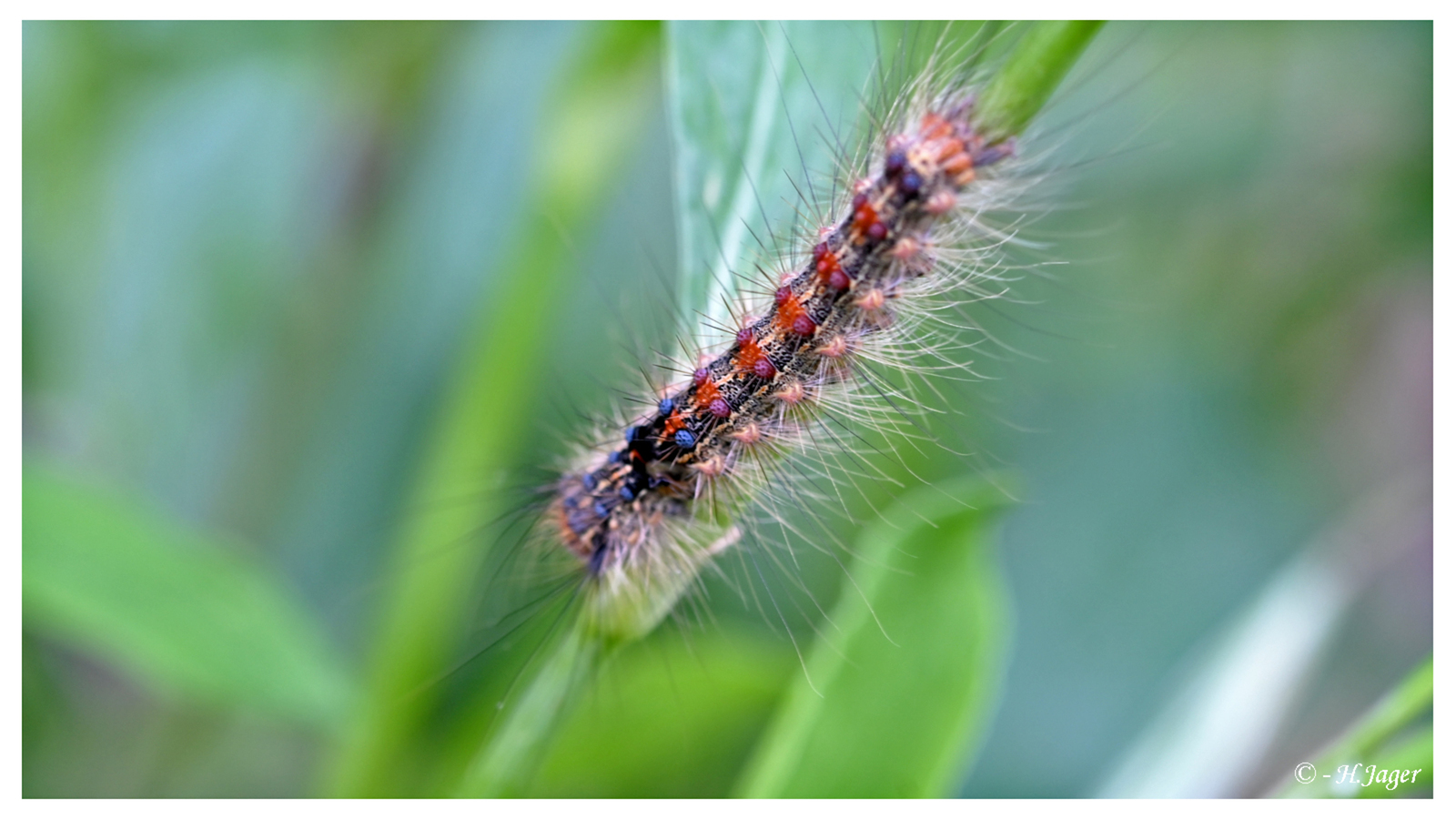 ZFC_8195