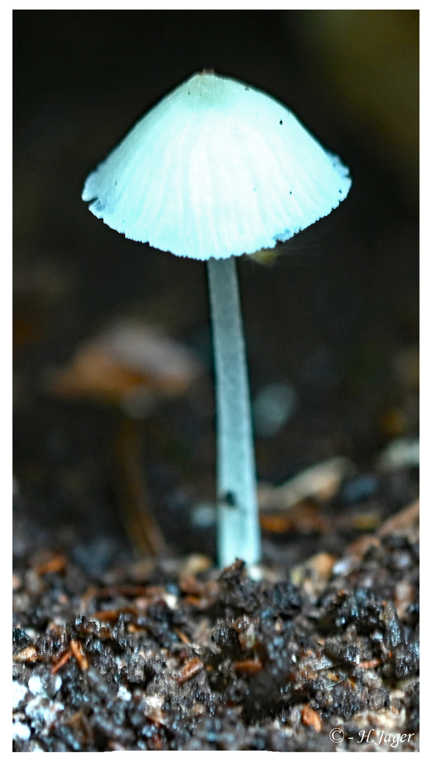 ZFC_0668