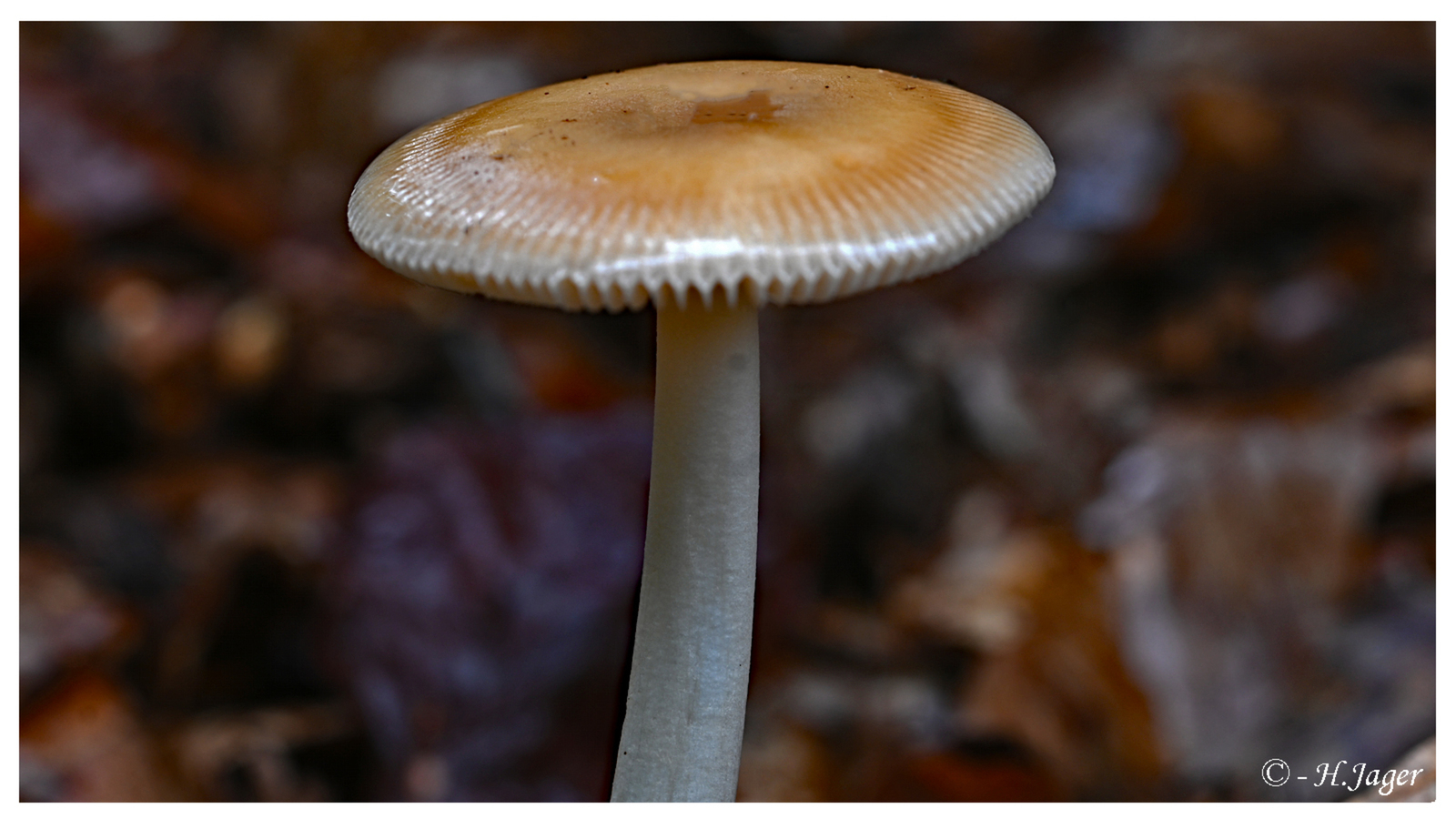 ZFC_0712