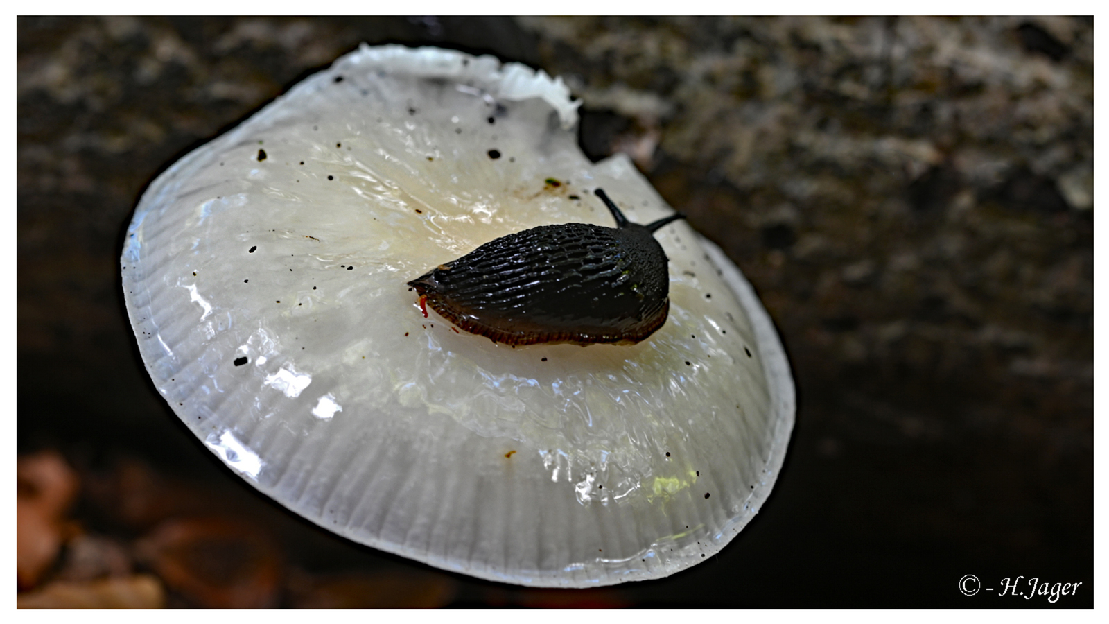 ZFC_0761