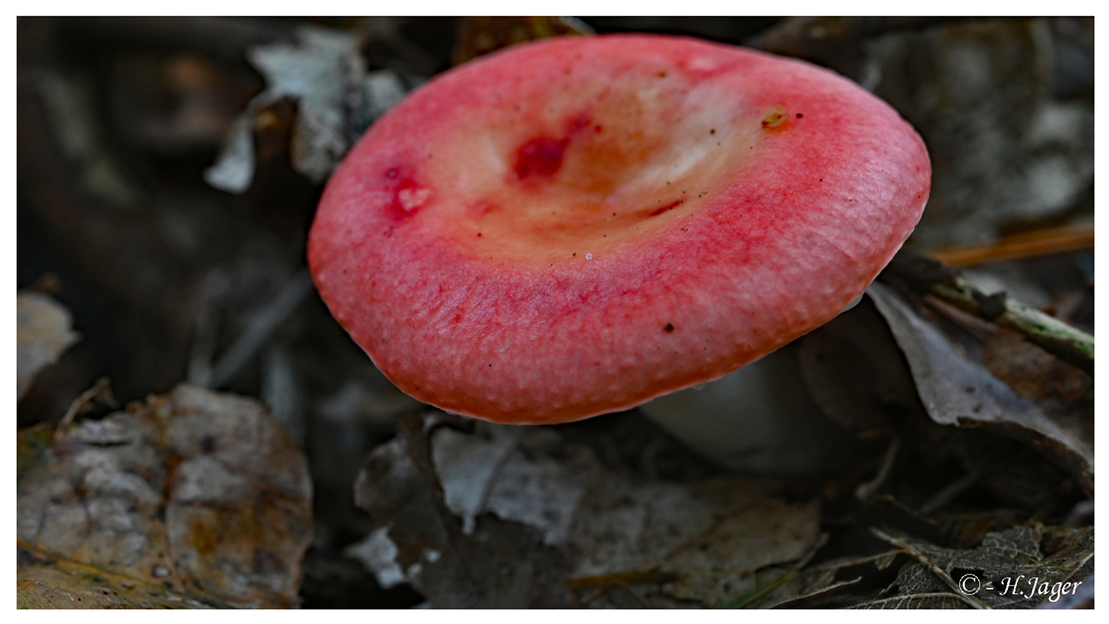 ZFC_0805