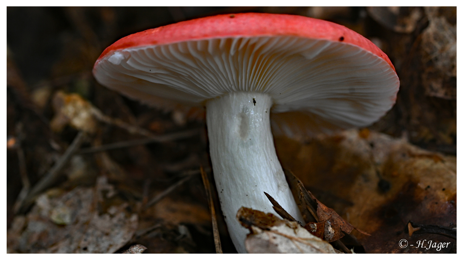 ZFC_808