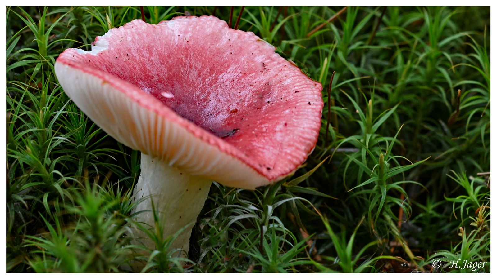 ZFC_0850