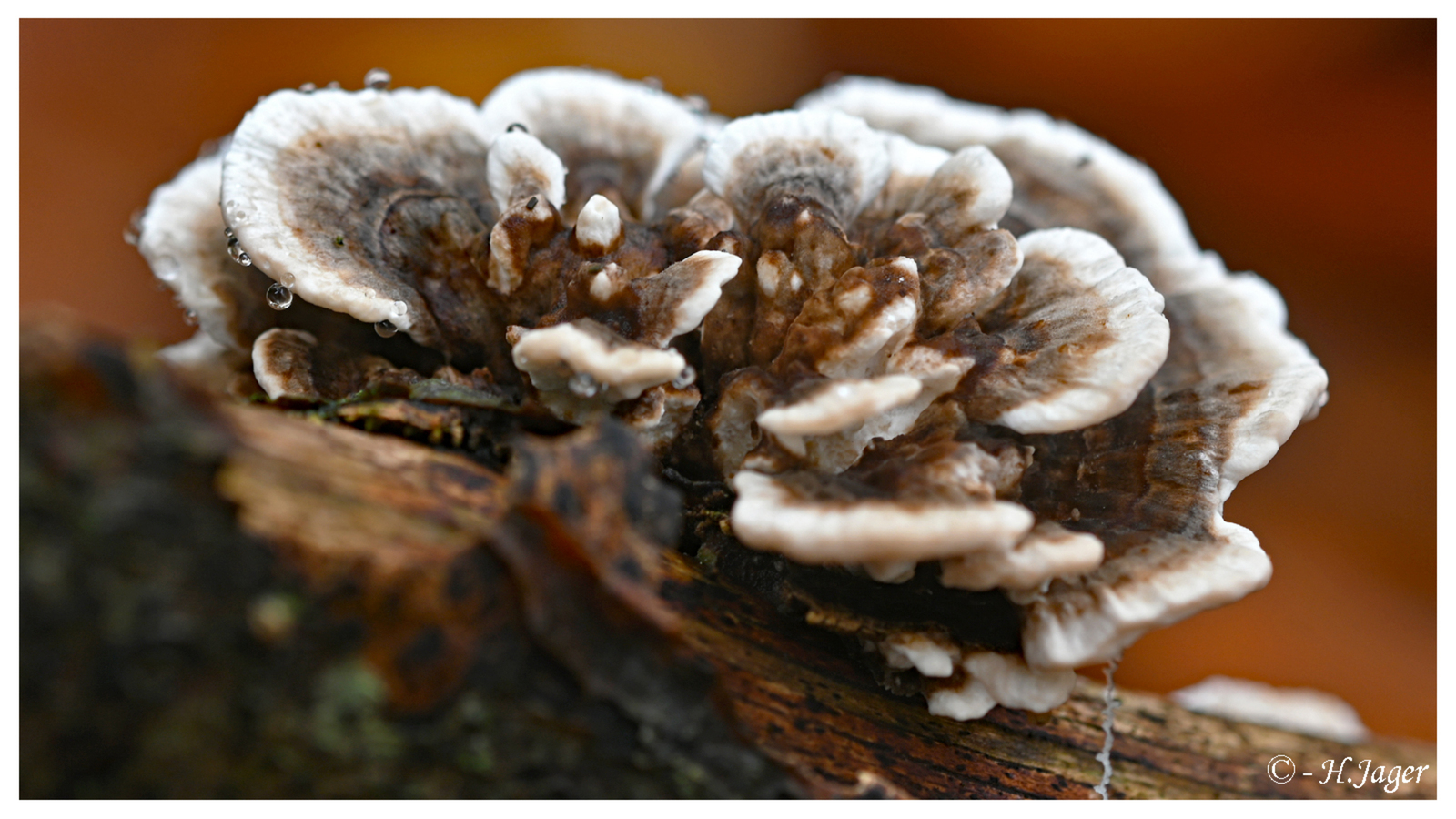 ZFC_0968