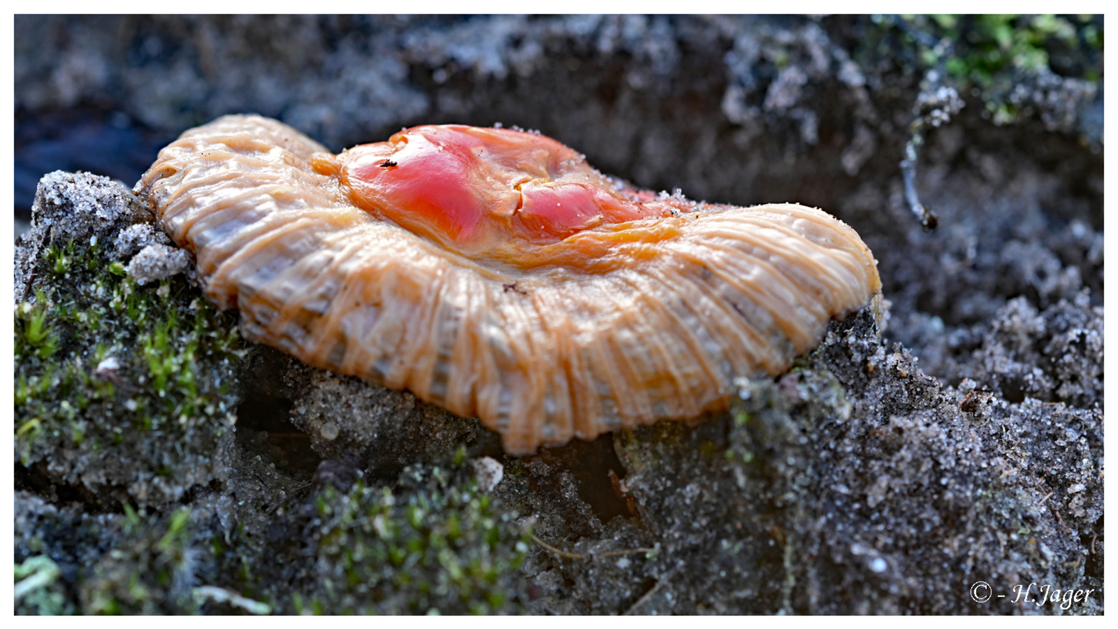 ZFC_1202