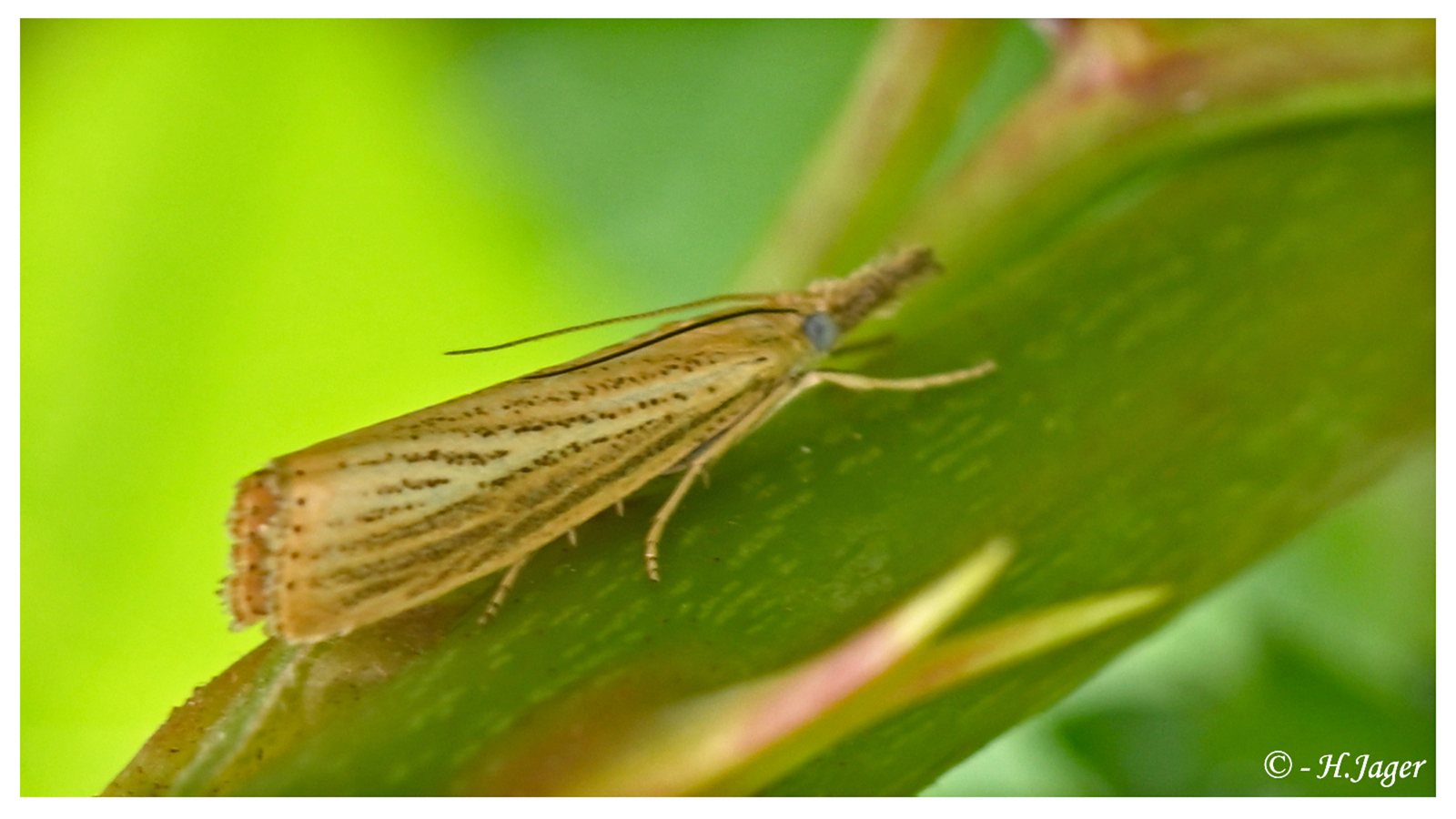 ZFC_4105
