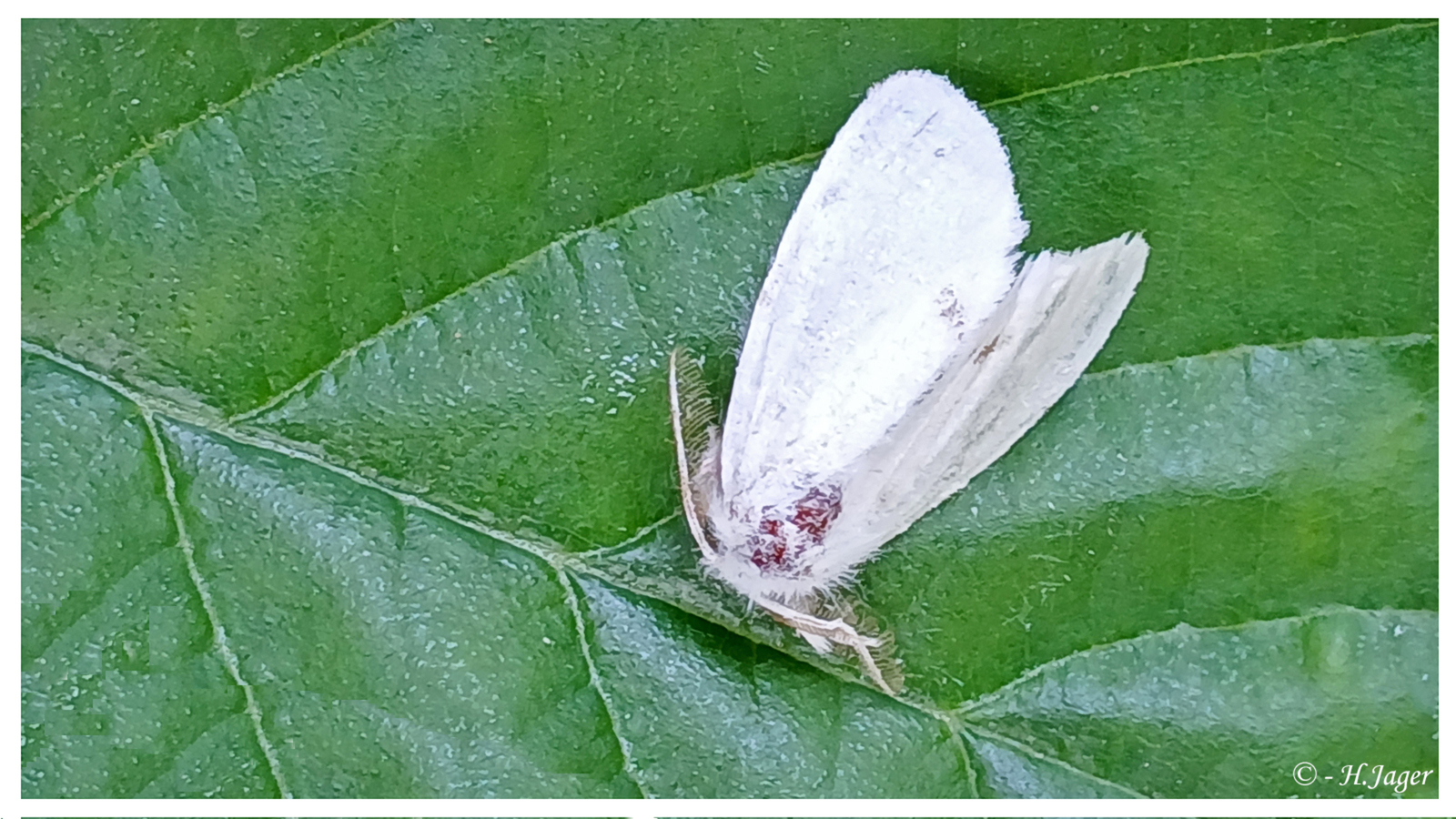 ZFC_4442