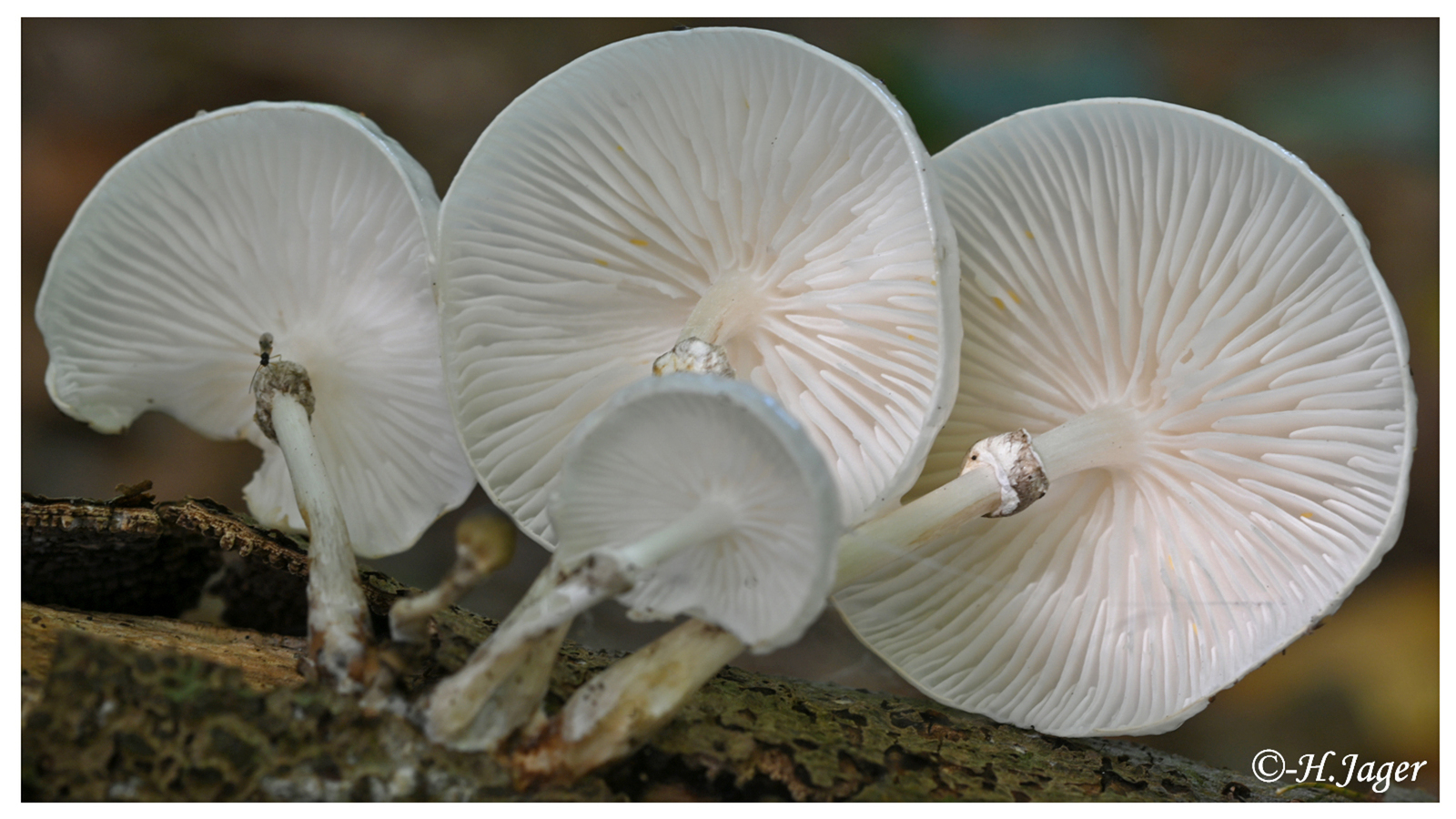 ZFC_5167