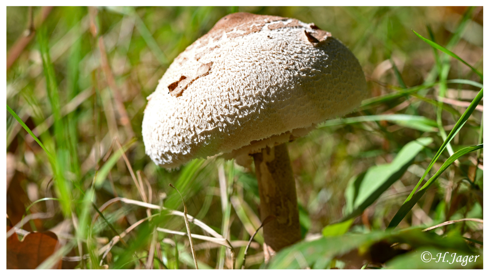 ZFC_5171