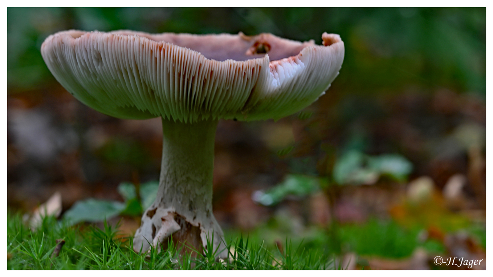ZFC_5209
