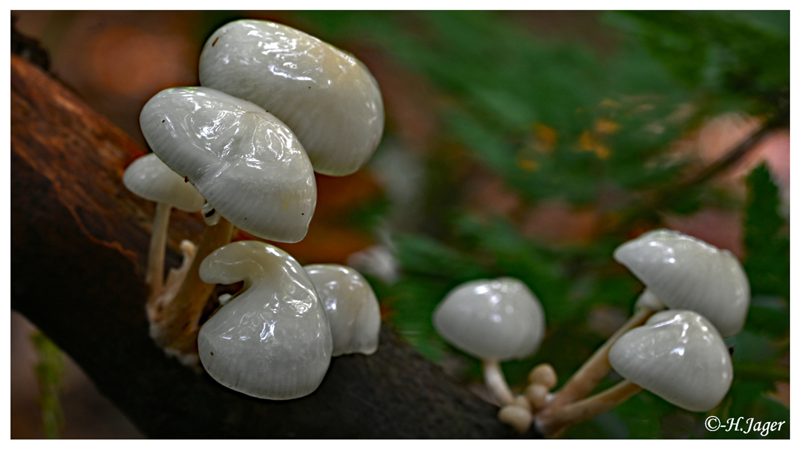 ZFC_5270