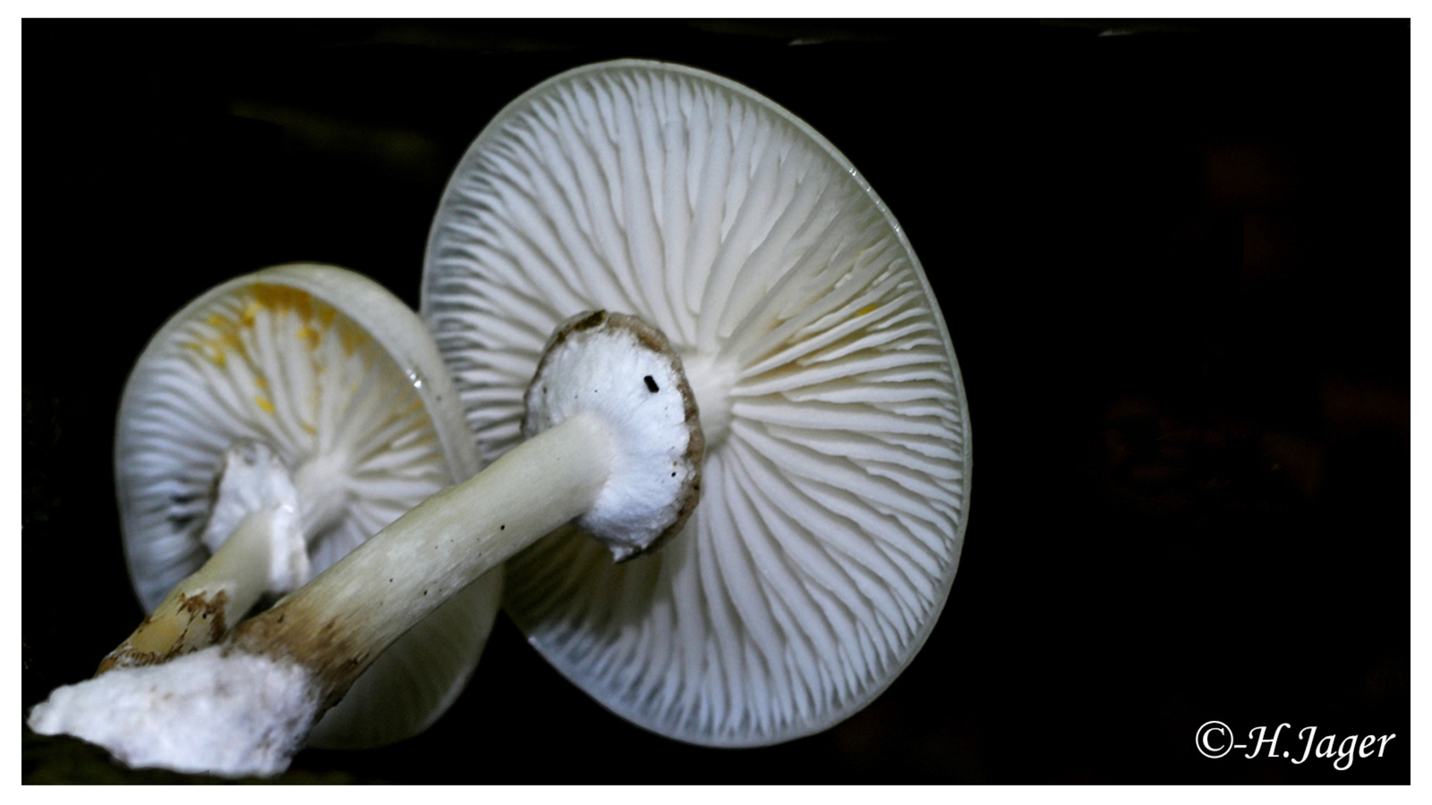 ZFC_5323