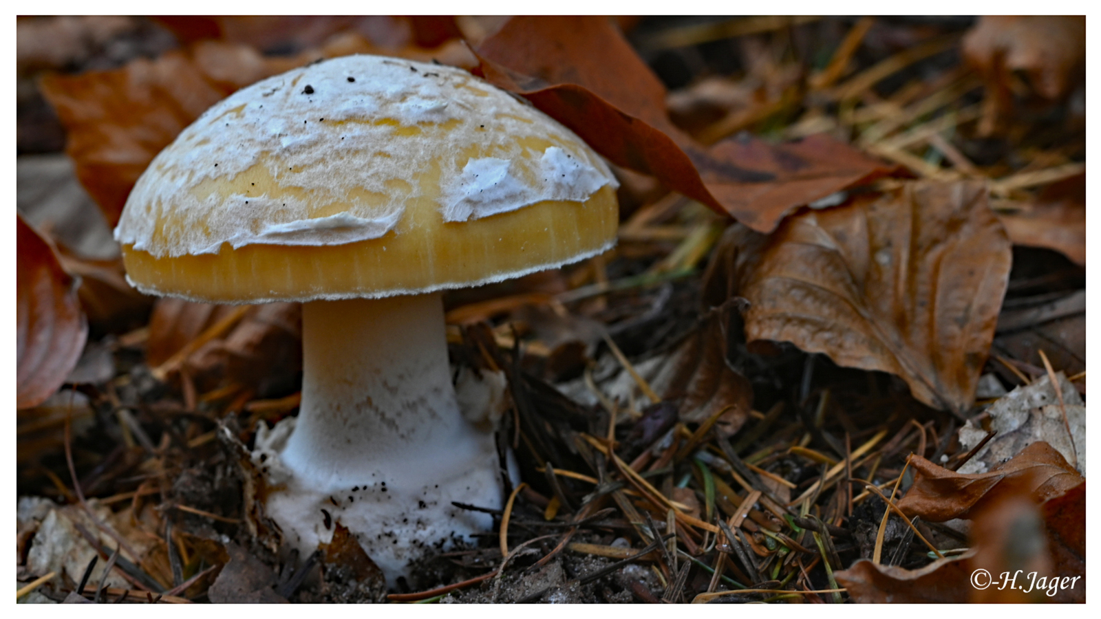 ZFC_5547
