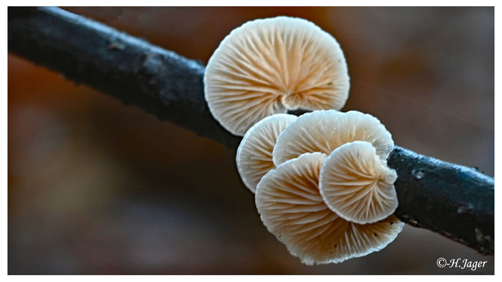 ZFC_5560