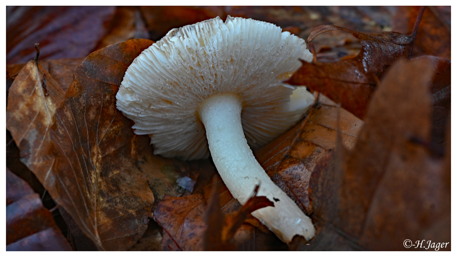 ZFC_5574