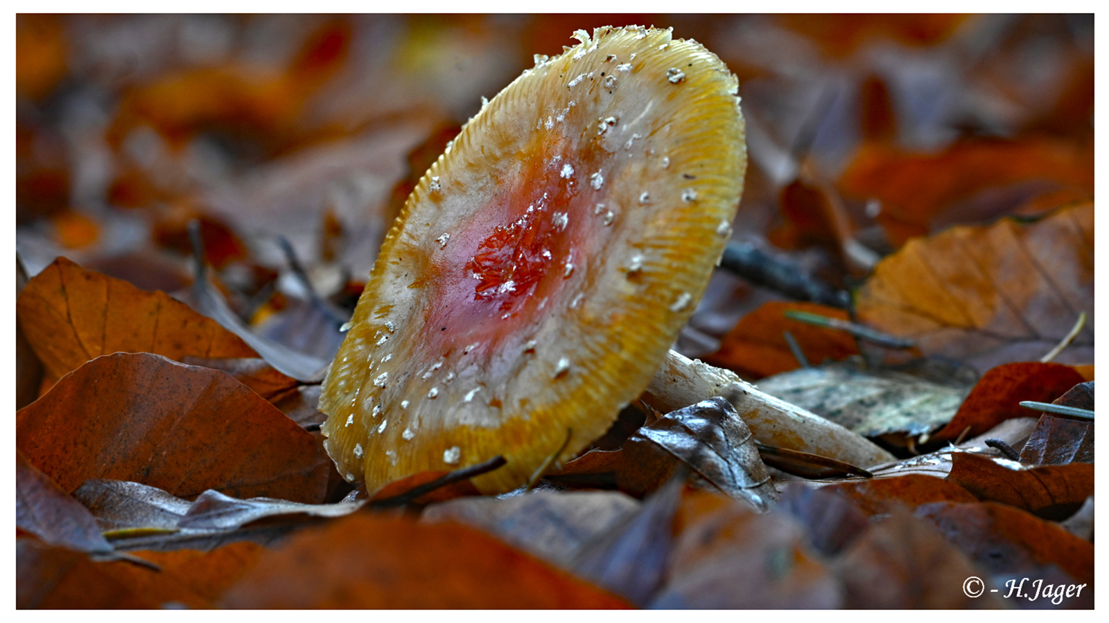 ZFC_5577
