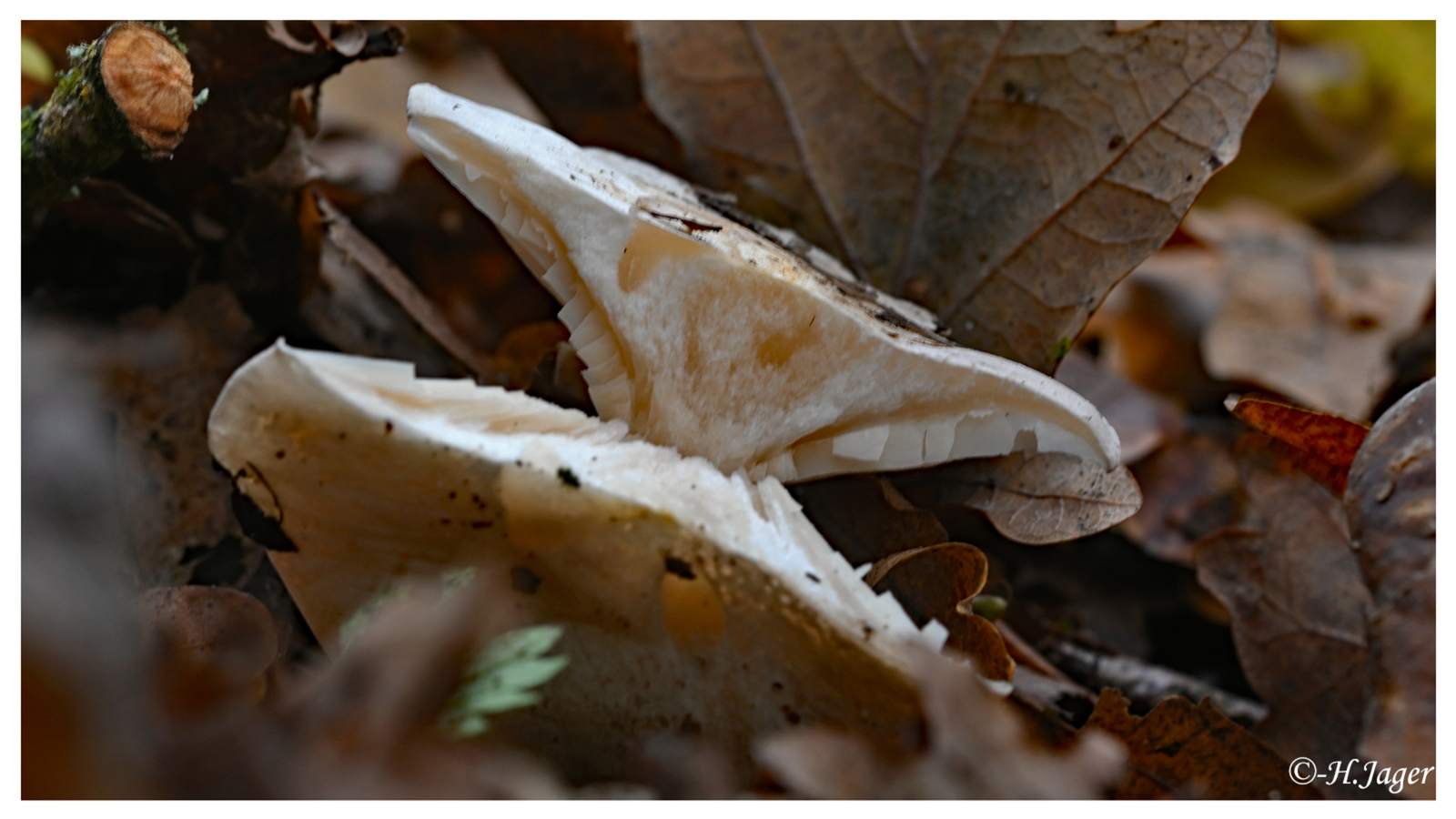 ZFC_5594